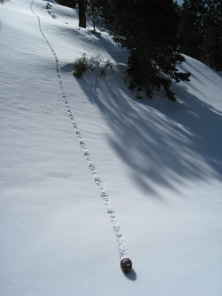 A random, interesting picture of a pine cone rolling down the hill. You know you are in really fresh snow when you see tracks like this.