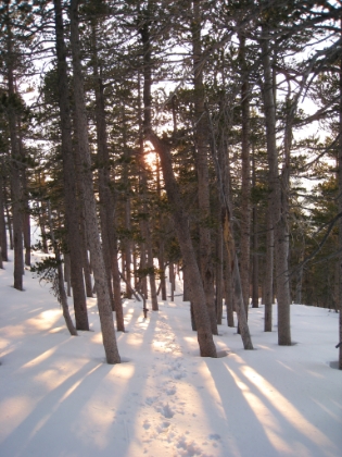 The sun shining low through the forest. Shadows are getting long. Fortunately I'm able to follow my tracks back pretty easily here.