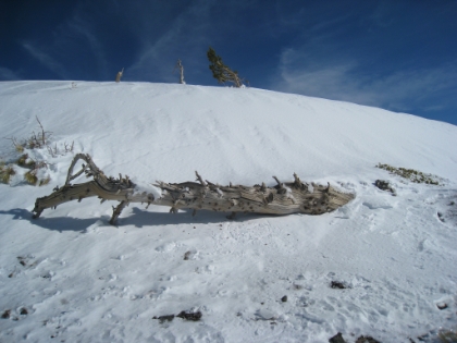 A lone fallen log makes the perfect spot to eat lunch. It is now about 1:00pm, and I am exhausted.