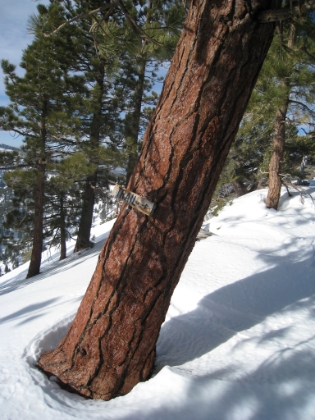 The only trail sign on the Backbone trail. Ironically it is at a place where the trail is very obvious. Naturally, there are no signs where you really need them!
