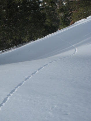 I kicked a little chunk of snow, which turned into a snowball, that rolled all the way down the hill making this little trail. Looked kind of cool.