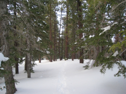 Headed back down the Acorn Trail. I thought I was going to be easily back before dark. Wrong again. I followed a set of snowshoe prints different than the ones I followed coming-up. It started to feel like I was going off-course, so I checked in with the GPS. Turns out I was quite a ways off and I was afraid I would not end-up back at my car. So, I tried to head back towards the real trail, got lost in the process, and ended-up getting back to my car at about 6:00pm. Almost completely dark. In fact, my worst wipeout of the day came walking from the trailhead back to the car. It was quite dark, and the pavement was covered in black ice. My snowhoes were off and I landed on my ass hard a couple times. Couple nice bruises, a small dent in my snowshoes (which went flying), and a lot of swearing. But I did eventually make it to my car, then to the Evergreen Cafe for dinner, and then home!