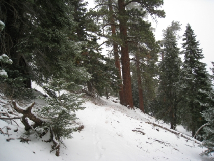 Following my tracks back down the Acorn trail. The toughest part is behind me and I'm feeling pretty good.