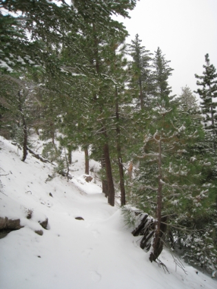 Another shot of the Acorn trail, even deeper in snow than I when I last saw it. Notice my footprints are about half the depth they were before.