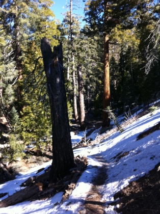 The trail climbs about 1200' of steep switchbacks right away, making for a quick warm-up. That section of trail was mostly dry, so I made good time. At the top of the switchbacks you dip into the Vivan Creek valley. It's pretty much solid snow from here on up.