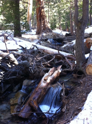 Crossing Vivian Creek. This is one of the most picteresque spots I've encountered in all of Southern CA. No wonder this trail is the most popular. It's packed in the summer, but I only see a few people all day on this trip.