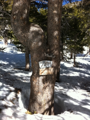 I finally make it to High Creek, a popular spot for those doing the summit as a backpacking trip (in snow or dry). The elevation here is 9230'.