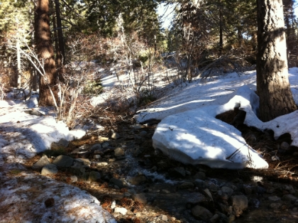 Back down to Vivian creek as the sun is getting low amidst the trees.