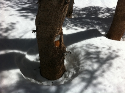 It's hard to go wrong route-finding up the valley from High Creek, but I wanted to try to hit the ridge as close as possible to the real trail. When I finally did make the ridge, I ended-up -exactly- at the tree with the trail marker on it. Not bad.