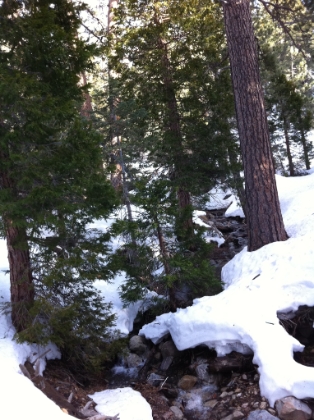 Vivian Creek cascading through the snow. It's around this area where I came across a couple late day snowshoers headed up the trail. We exchanged "hellos", and the conversation went something like this... "where you coming down from?"... "the summit".... "the top??"... "ya"... "in 1 day??"... "ya"... "by yourself??"... "ya"... "you must have amazing snowshoes!!"... "no, didn't use snowshoes"... "were there tracks all the way up?"... "no, I was breaking trail above High Creek"... "Wow!".  It was a nice little boost of confidence to confirm what I had just done isn't particularly easy.