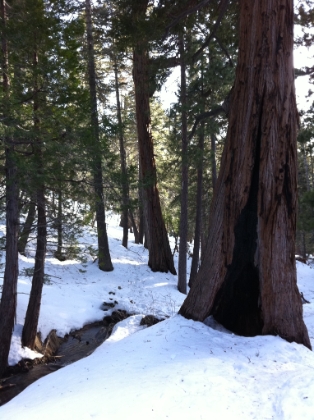 A better pic this time of one of my favorite spots along Vivian Creek.