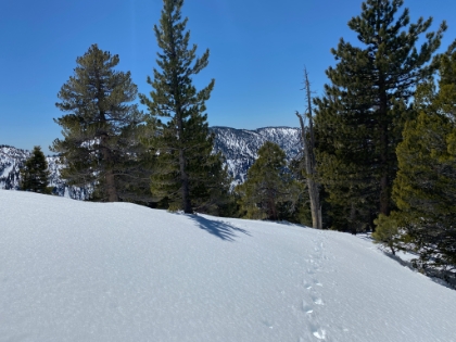 San Gorgonio- Vivian Creek