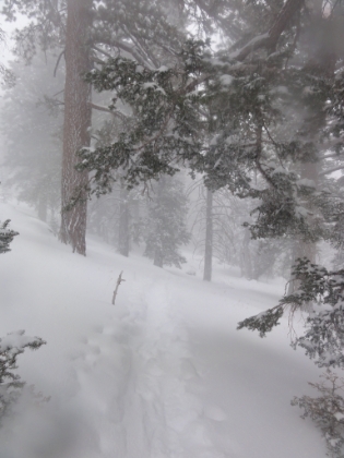 I was following some well defined tracks that looked to be from cross country skiers. Normally I prefer to break my own trail, but with this much fresh powder, I wouldn't have made it very far.