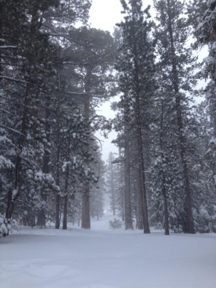 I finally made it back to Long Valley by about 5:15pm. It was a bit warmer and snowing much less here at the lower elevation. My camera was completely fogged-up, so I switched to the iPhone and took some pictures around Long Valley.