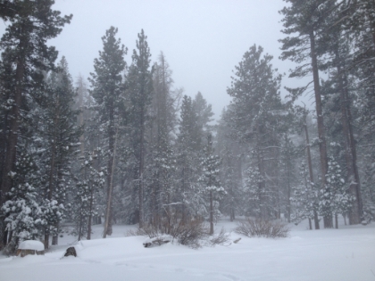 Nothing like fresh snow in the trees.
