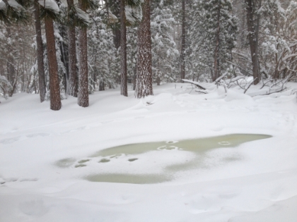 Some spots of the creek were completed iced over. Probably don't want to walk across that.