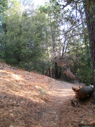 The trailhead is at 5620' and there is hardly any snow here, which made parking easy. Looks like this trail will be perfect for running in the spring. Beautiful pine needle covered single track.