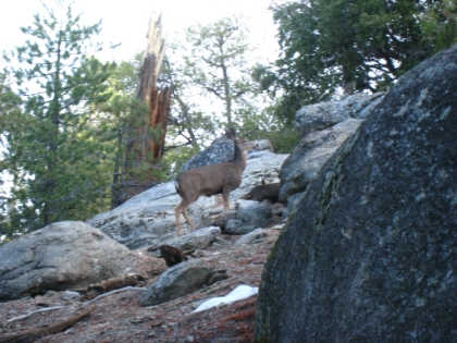 Now I know why it's called the Deer Springs trail. Evidently early morning along San Jacinto Creek is the place to see deer. I saw at least 10 in less than a mile of trail.