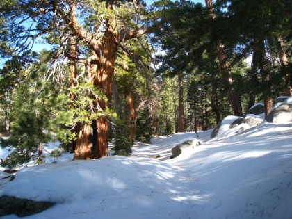 I'm now somewhere around 7500', and it appears that whoever was on the trail previously didn't go any further than this. I have no more tracks to follow, just virgin snow. And it hasn't snowed in a week, so not many people have been up here. Maybe they know something I don't.