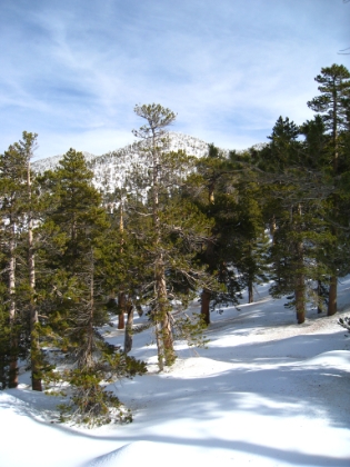I'm within site of the summit now, but it's extremely slow going. There is no visible trail whatsoever, and I'm navigating strictly by GPS and compass. I'm not worried about following trail, but the problem is that the trail designers were pretty smart about choosing the easiest path through the steep terrain. In contrast, my "as the crow flies" compass route often leads me into impassable areas, and I have to constantly re-route. Time is ticking by fast. I had decided that 1:00pm was my turnaround time, and that time already came and went. I've already been over what I previously thought was the summit, only to find the real peak behind it. But now I'm sooo close, I don't have the will power to turn around now.