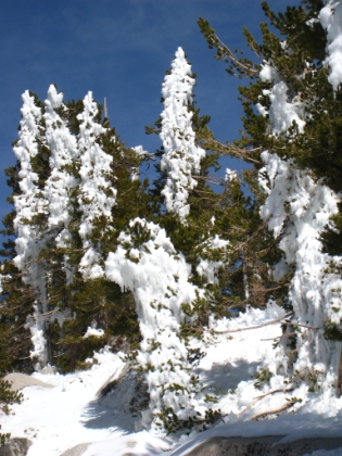 The trees are covered with chunks of icy snow that are melting fast. Big chunks slide off and come crashing down. First couple times, it scares the crap out of me until I figure out what the noise is from. I get hit by one big ice chunk, it doesn't feel good. It's now about 2:00pm, and my turnaround time was supposed to be 1:00pm. But I'm so close...