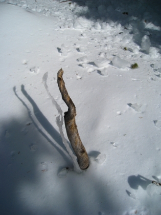 I'm within site of the summit now, but it's extremely slow going. There is no visible trail whatsoever, and I'm navigating strictly by GPS and compass. I'm not worried about following trail, but the problem is that the trail designers were pretty smart about choosing the easiest path through the steep terrain. In contrast, my "as the crow flies" compass route often leads me into impassable areas, and I have to constantly re-route. Time is ticking by fast. I had decided that 1:00pm was my turnaround time, and that time already came and went. I've already been over what I previously thought was the summit, only to find the real peak behind it. But now I'm sooo close, I don't have the will power to turn around now.