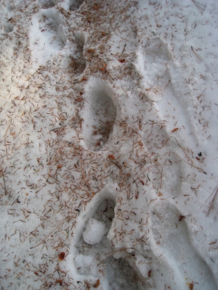 I pretty much take no pictures on the way down. I'm moving as fast as I can and am seriously worried about having to spend the night on the trail. I have several spectacular wipeouts. They are snowboard or skiing style wipeouts, landing with limbs in every crazy direction and sliding downhill on my ass. In fact, there are places where I intentionally just ride down on my butt to save time. I go long stretches without ever seeing my tracks from the way up. I rely heavily on the GPS to keep me going in the right general direction. The worst part is that at the lower elevations the snow has become much slushier than on the way up. Now, instead of walking mostly on top of the snow, I'm sometimes breaking through the surface and falling ankle deep, or sometimes knee deep, into the snow. It makes movement very slow, and extremely tiring! And every step is different. Sometimes your foot doesn't break through the surface, sometimes it falls through a couples inches, sometimes you fall through to your knees. What a workout! My abs in particular were getting pounded from bracing the unexpected impacts. Mental note... do not do snow hikes when the temperature is above freezing!!