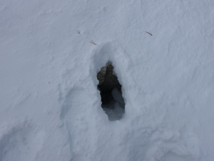 I came across a guy on the way down that had evidently lost confidence in his ability to summit. He definitely seemed pretty nervous and said he had just fallen into a "big hole" a little further ahead. I welcomed him to join me for as I far I was going to go. He followed for a little ways and then decided to head back down because he was getting too tired. Here is the hole he fell into. A pretty typical posthole alongside a big rock about crotch deep. Definitely enough to get the adrenaline going, but a fairly common occurrence out here. Probably best that he turned around.